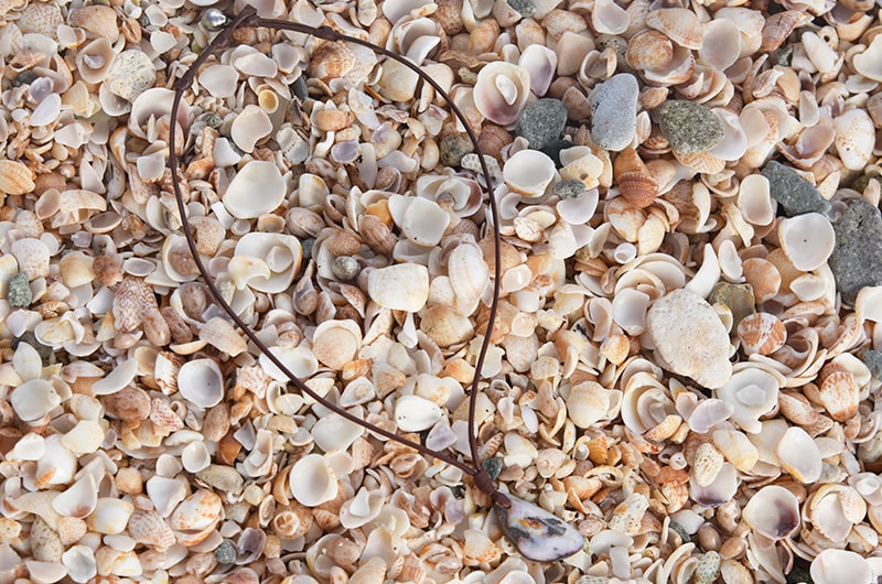 Full view of a brown leather necklace with an Australian opal pendant arranged on seashells