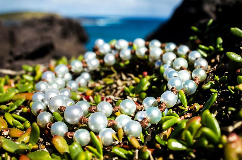 Sautoir avec 70 perles de culture blanches des mers du Sud présenté enroulé sur des feuilles vertes